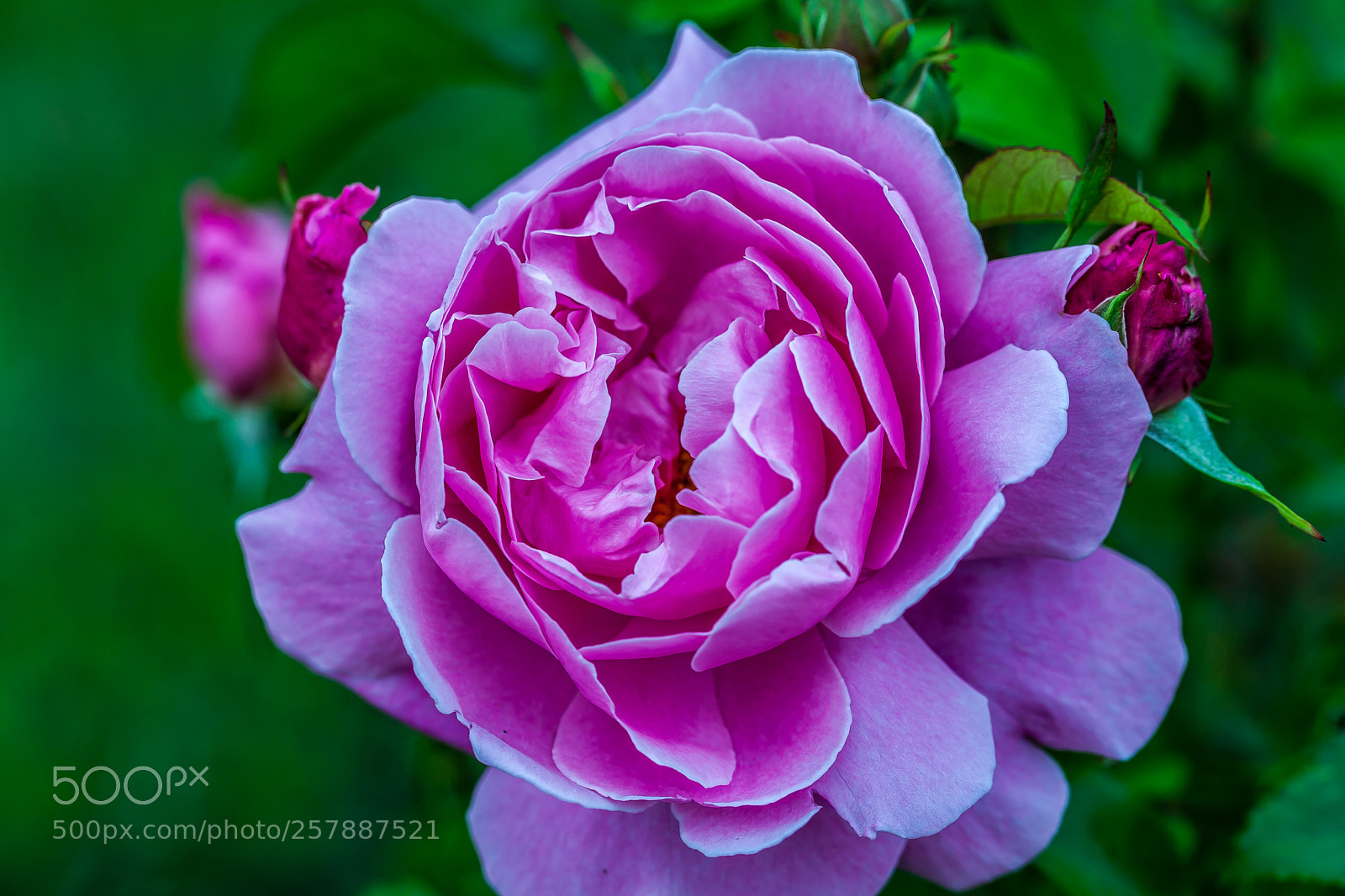 Canon EOS 5D Mark II sample photo. Pink petals photography