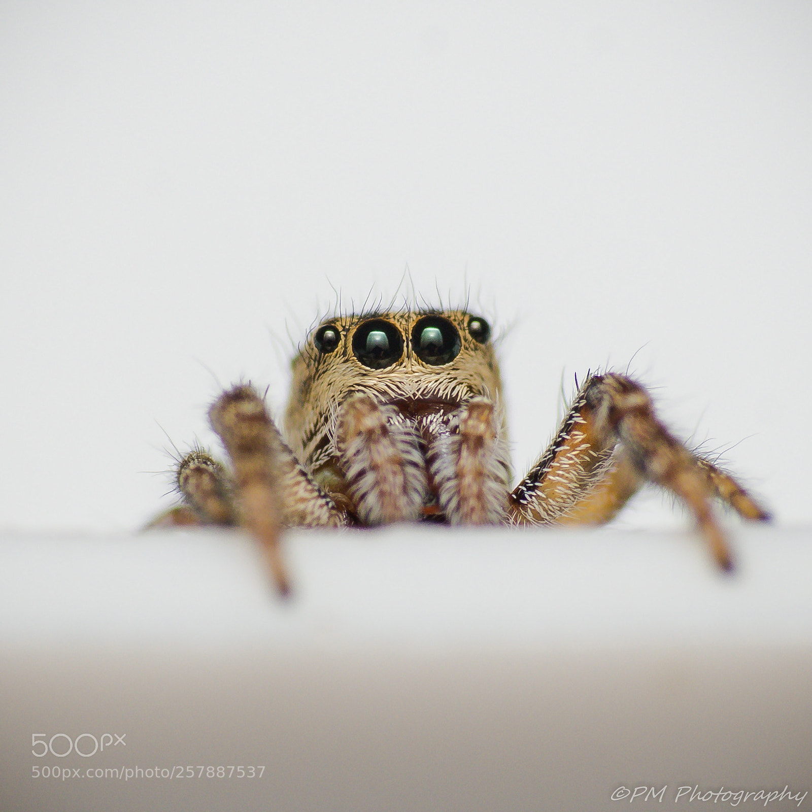 Nikon D500 sample photo. Salticidae photography