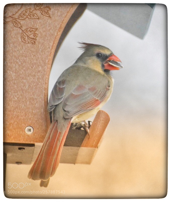 Nikon D3400 sample photo. Female cardinal photography