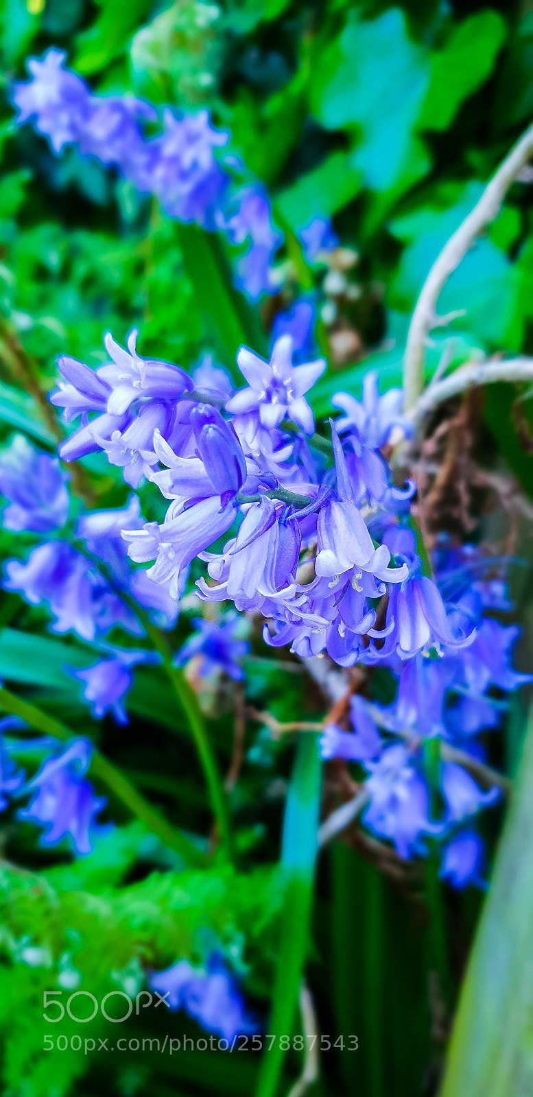 Samsung Galaxy S9 sample photo. Untitled photography