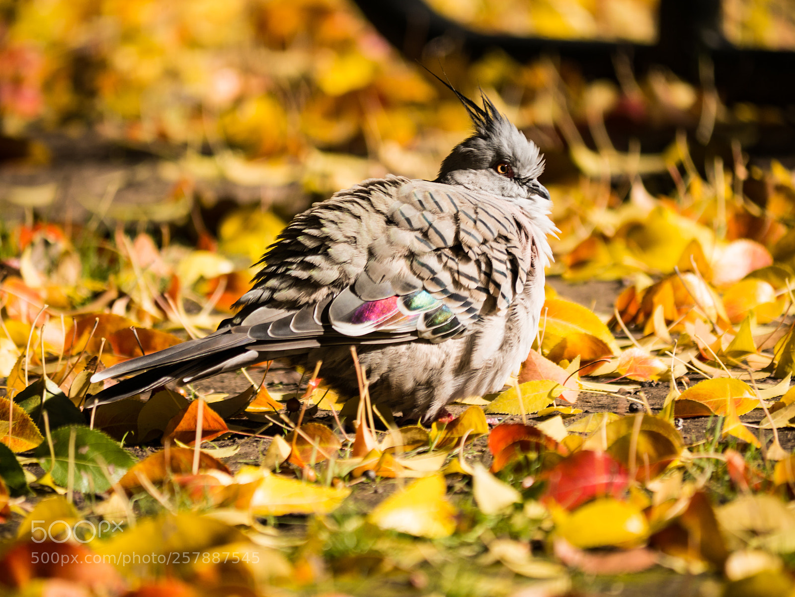 Panasonic Lumix DMC-GX7 sample photo. Blending in autumn colours photography