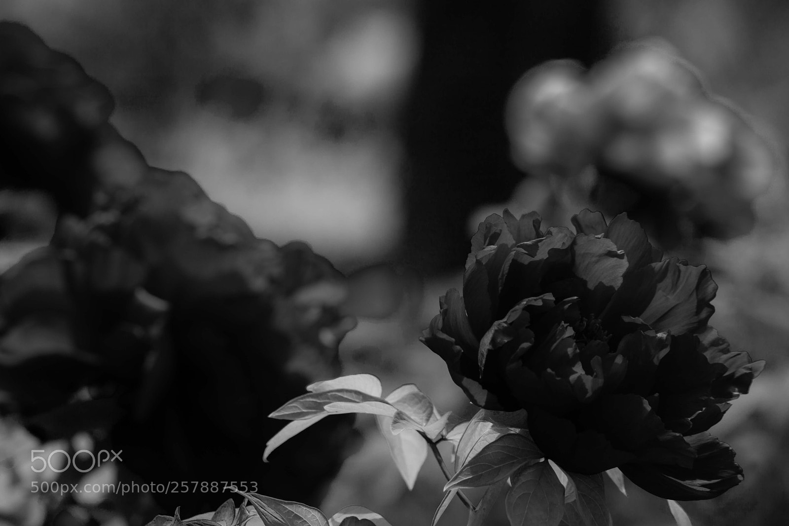 Canon EOS 5D Mark II sample photo. B & w,  infrared rays photography
