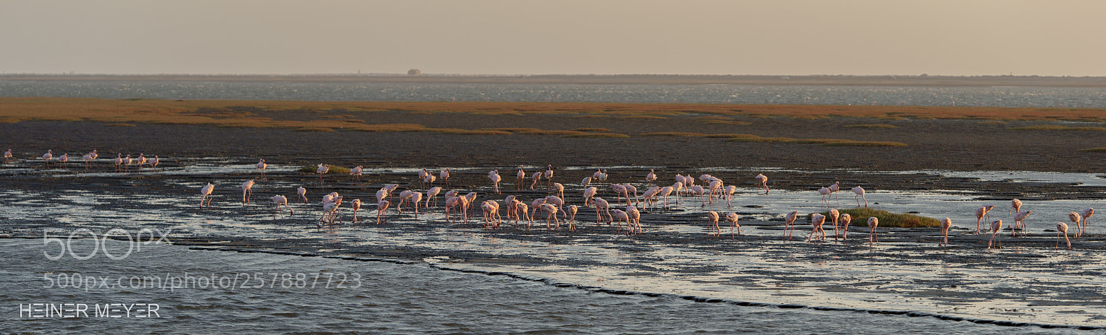 Nikon D4S sample photo. Pink flamingo photography