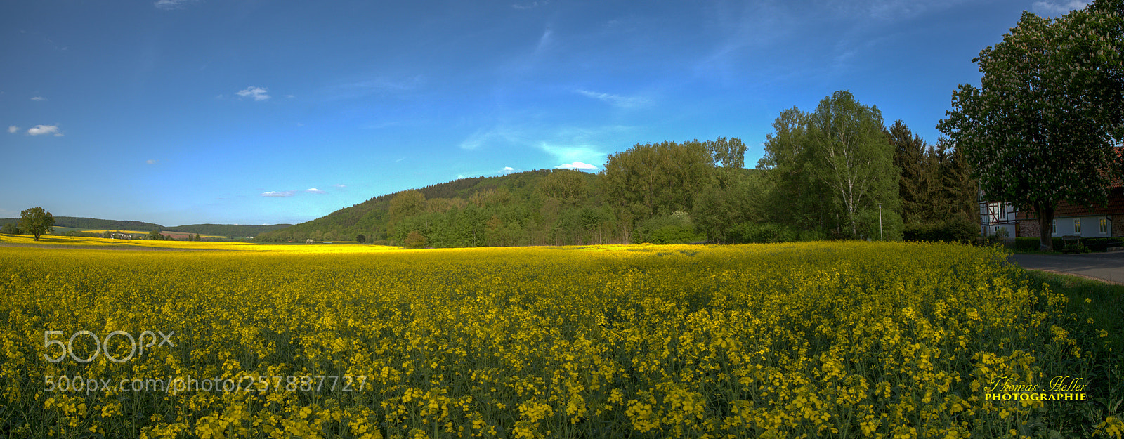 Nikon D750 sample photo. Rapsfeld photography
