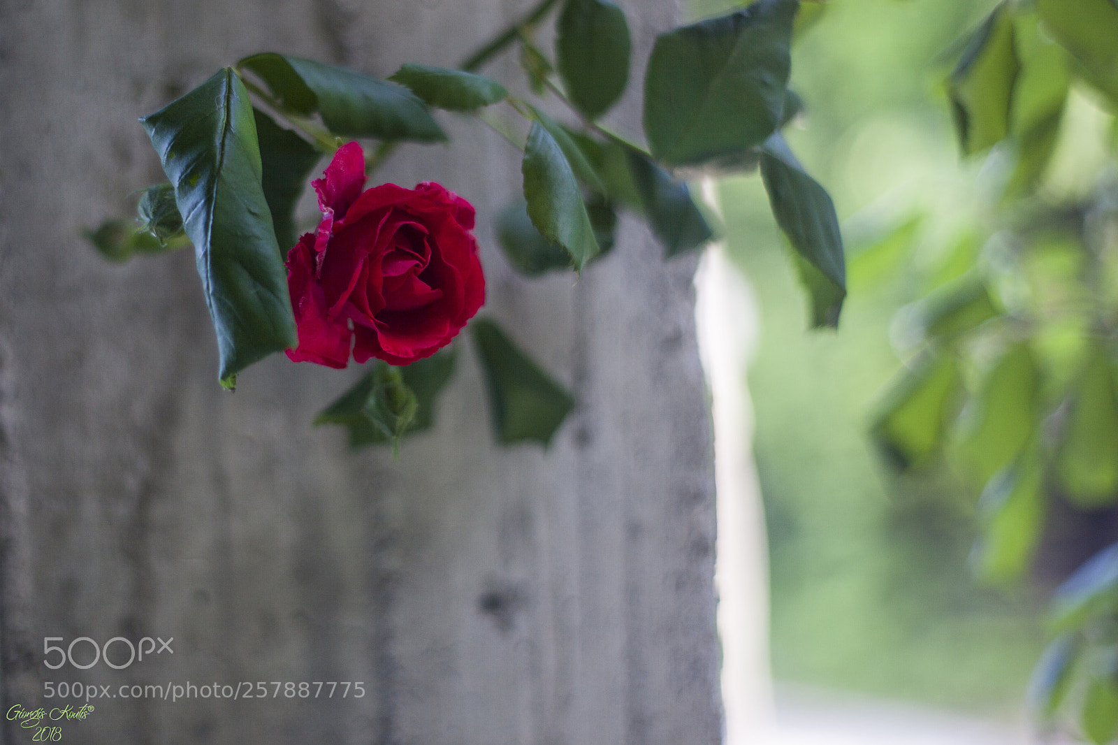 Canon EOS 5D Mark II sample photo. Test yongnuo 50mm f1.8 photography