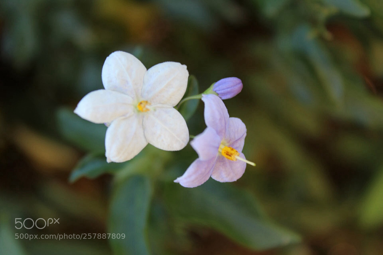 Canon EOS 1300D (EOS Rebel T6 / EOS Kiss X80) sample photo. Whites and lavenders photography