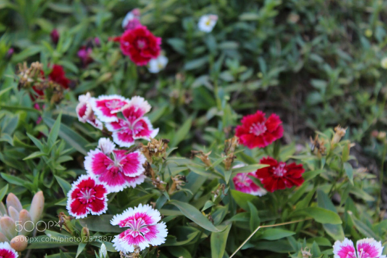 Canon EOS 1300D (EOS Rebel T6 / EOS Kiss X80) sample photo. Green and pinks photography