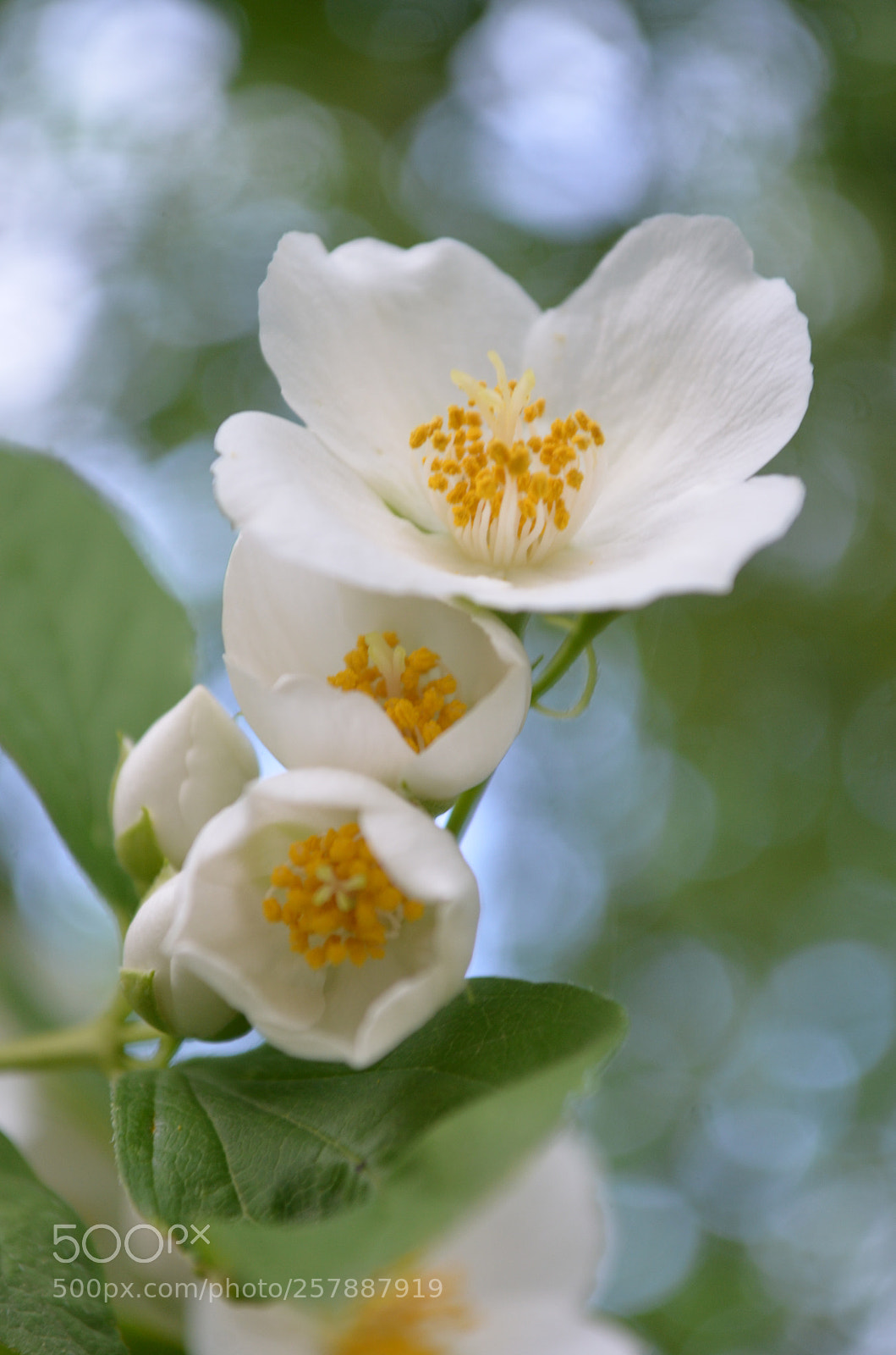 Nikon D5100 sample photo. Just the three of photography