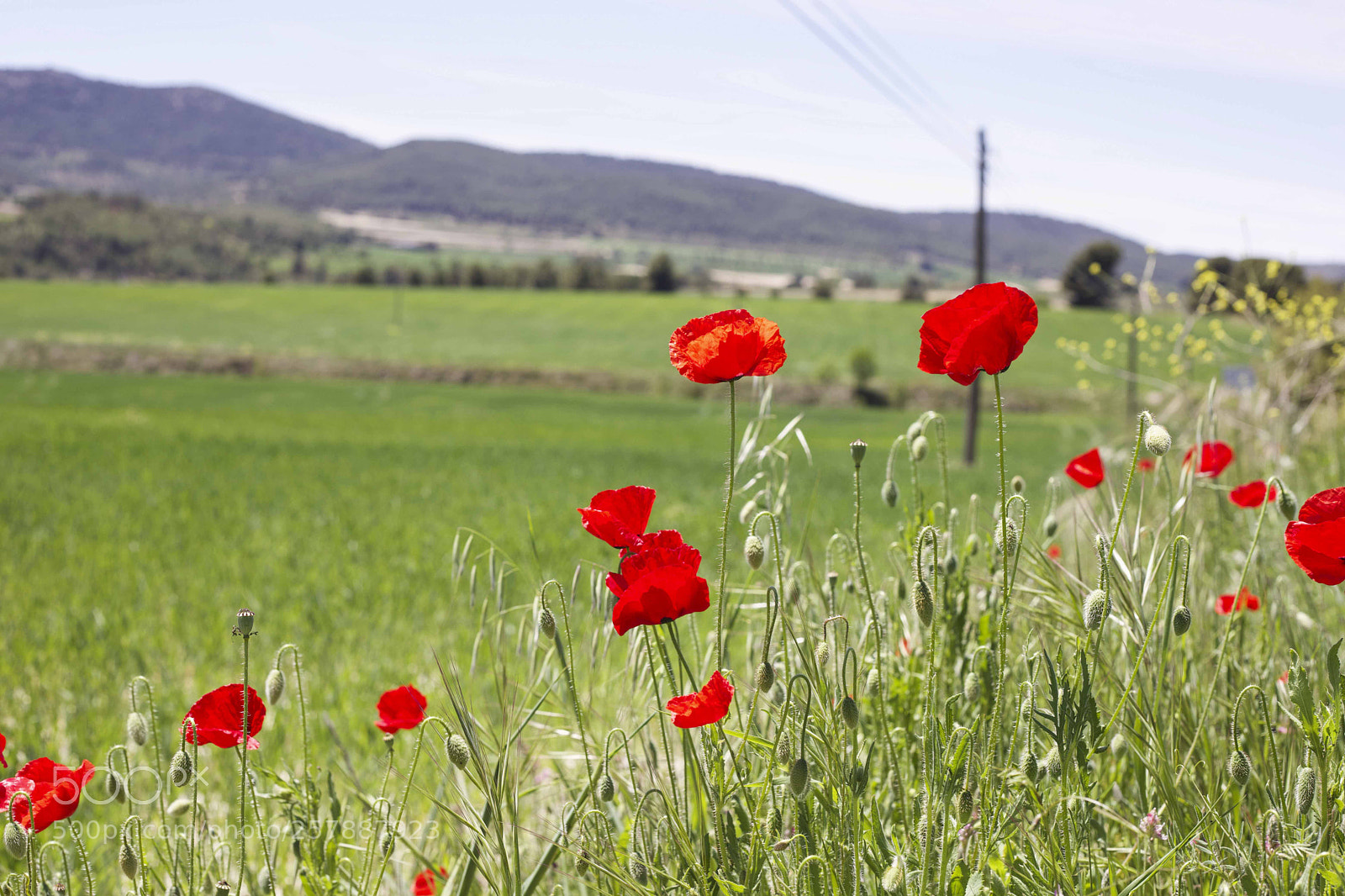 Canon EOS 6D Mark II sample photo. Amapolas photography