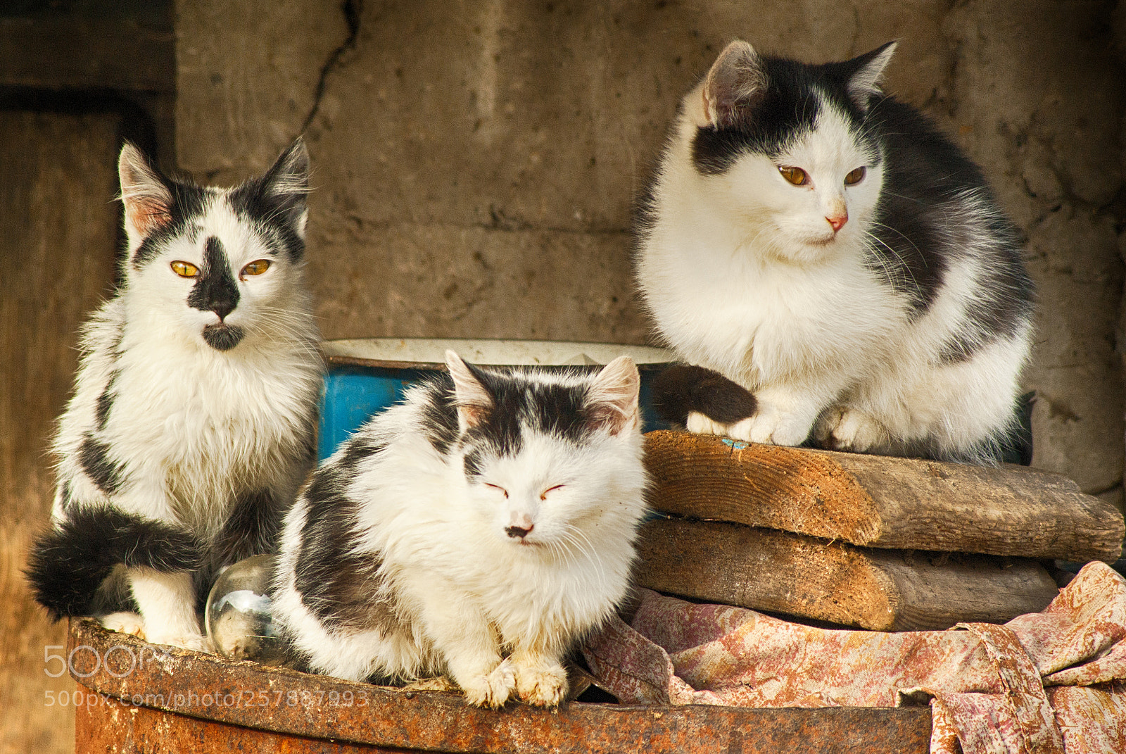 Sony Alpha DSLR-A390 sample photo. The family of cats photography