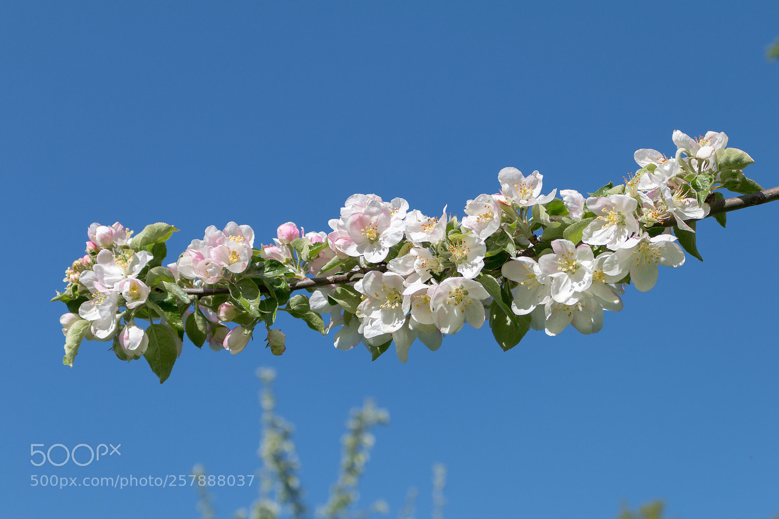 Canon EOS 70D sample photo. Blossom photography