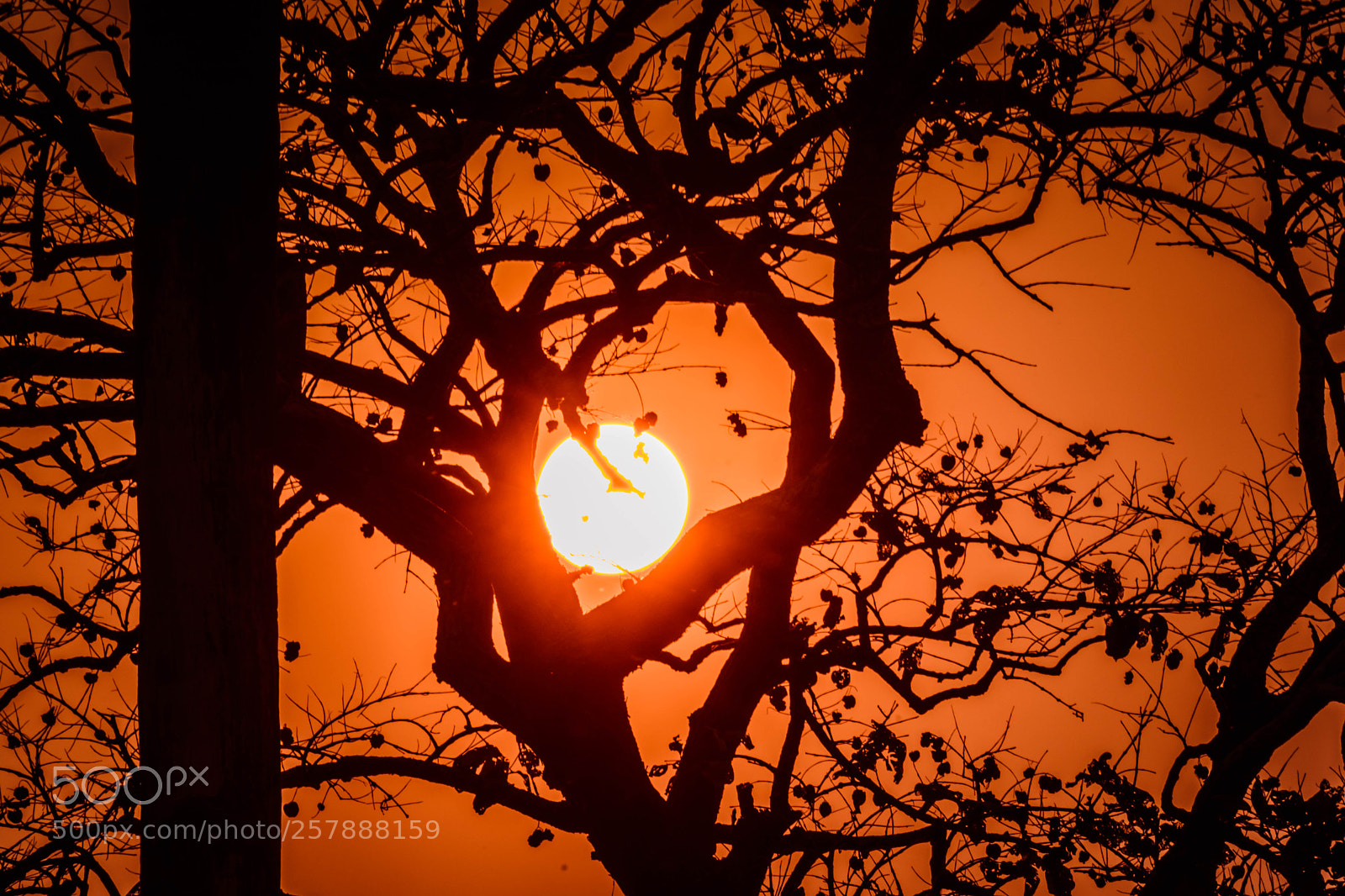 Nikon D5500 sample photo. Sunset in forest photography