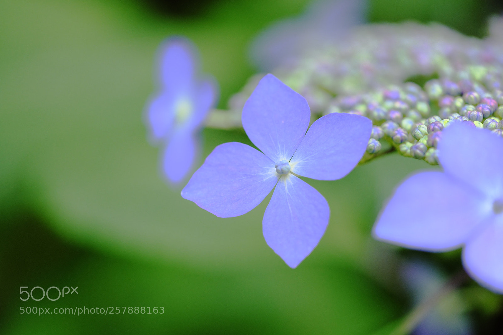 Fujifilm X-Pro2 sample photo. Hydrangea photography