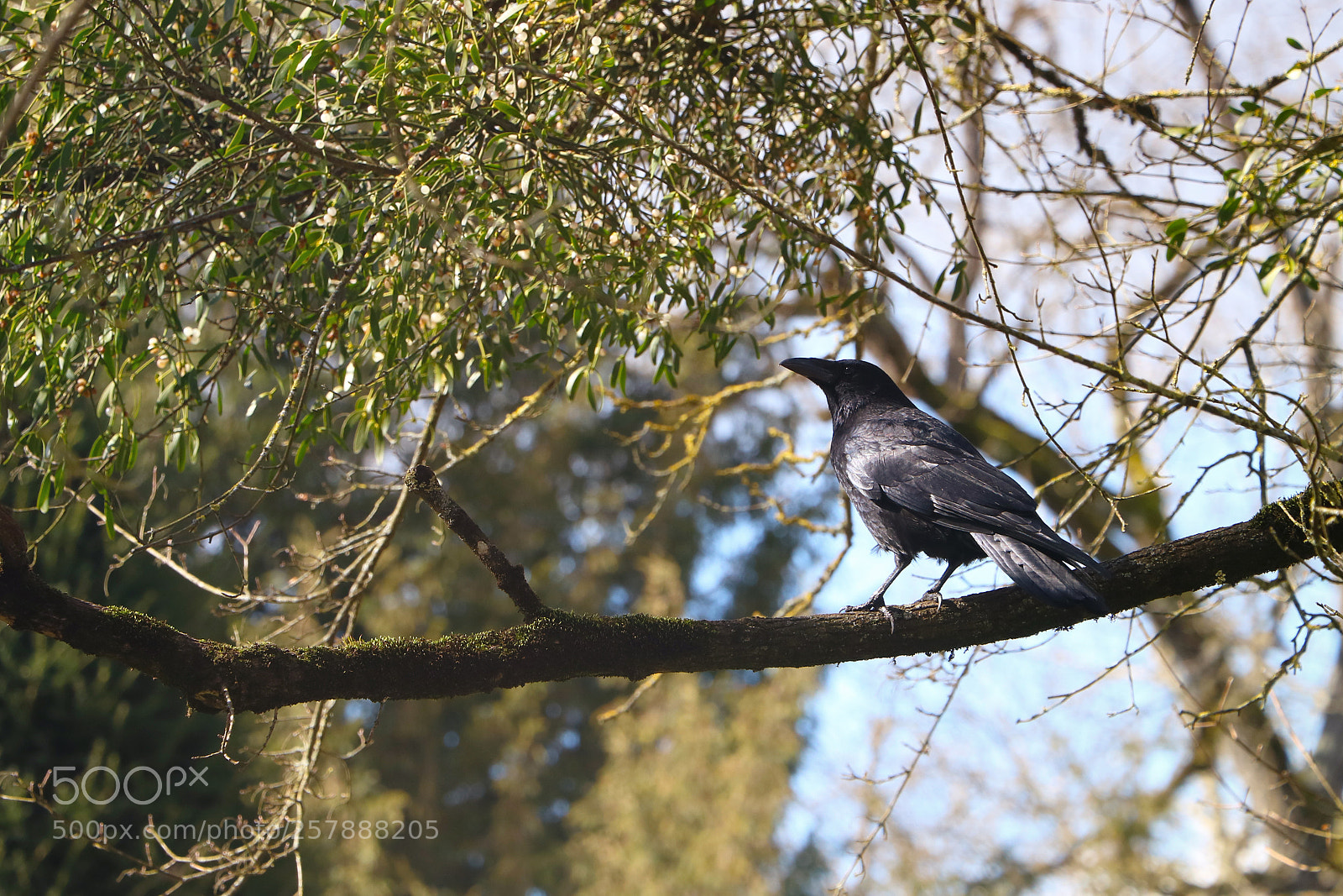 Canon EOS 760D (EOS Rebel T6s / EOS 8000D) sample photo. Crow photography