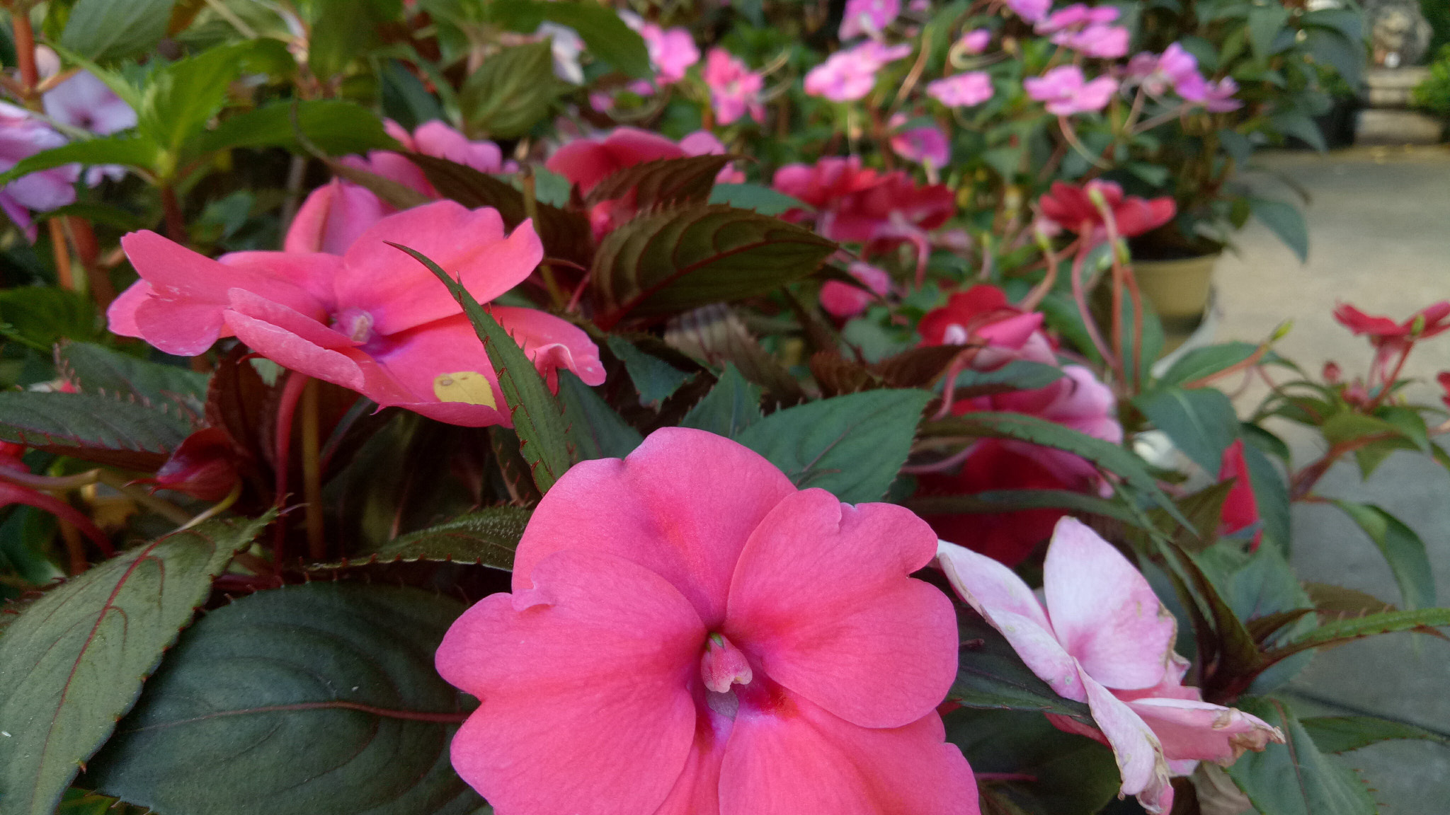 OPPO A1601 sample photo. Pinks and greens photography