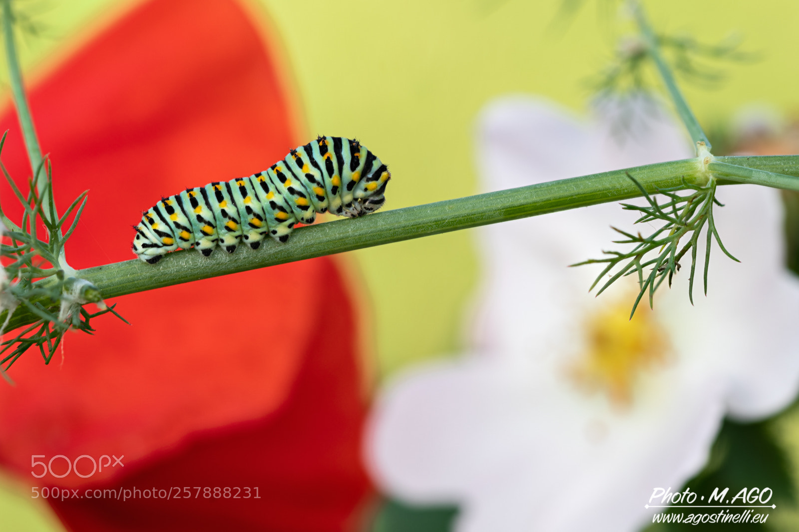 Canon EOS 5D Mark IV sample photo. Caterpillar papilio machaon photography