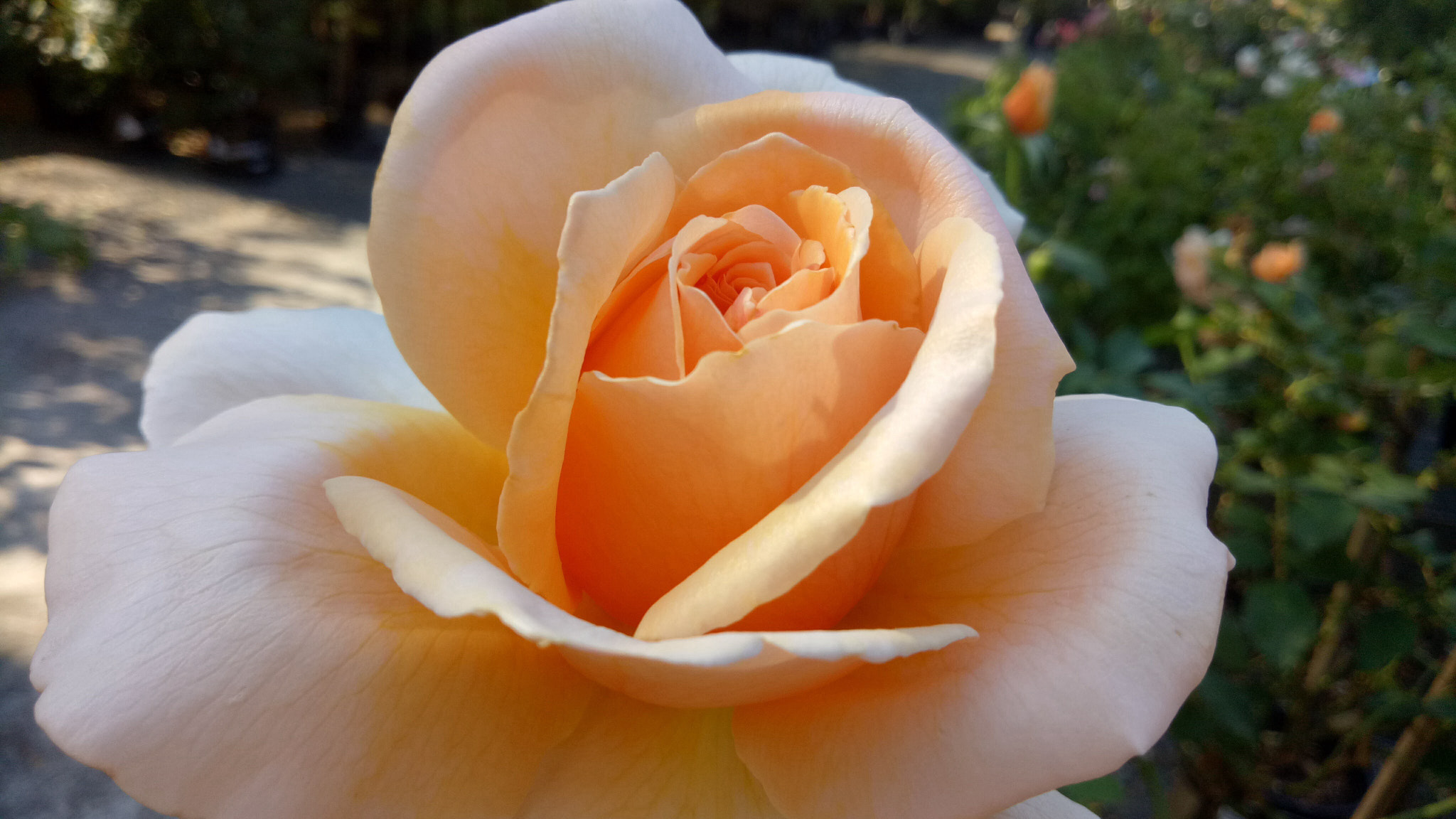 OPPO A1601 sample photo. Whites and oranges photography