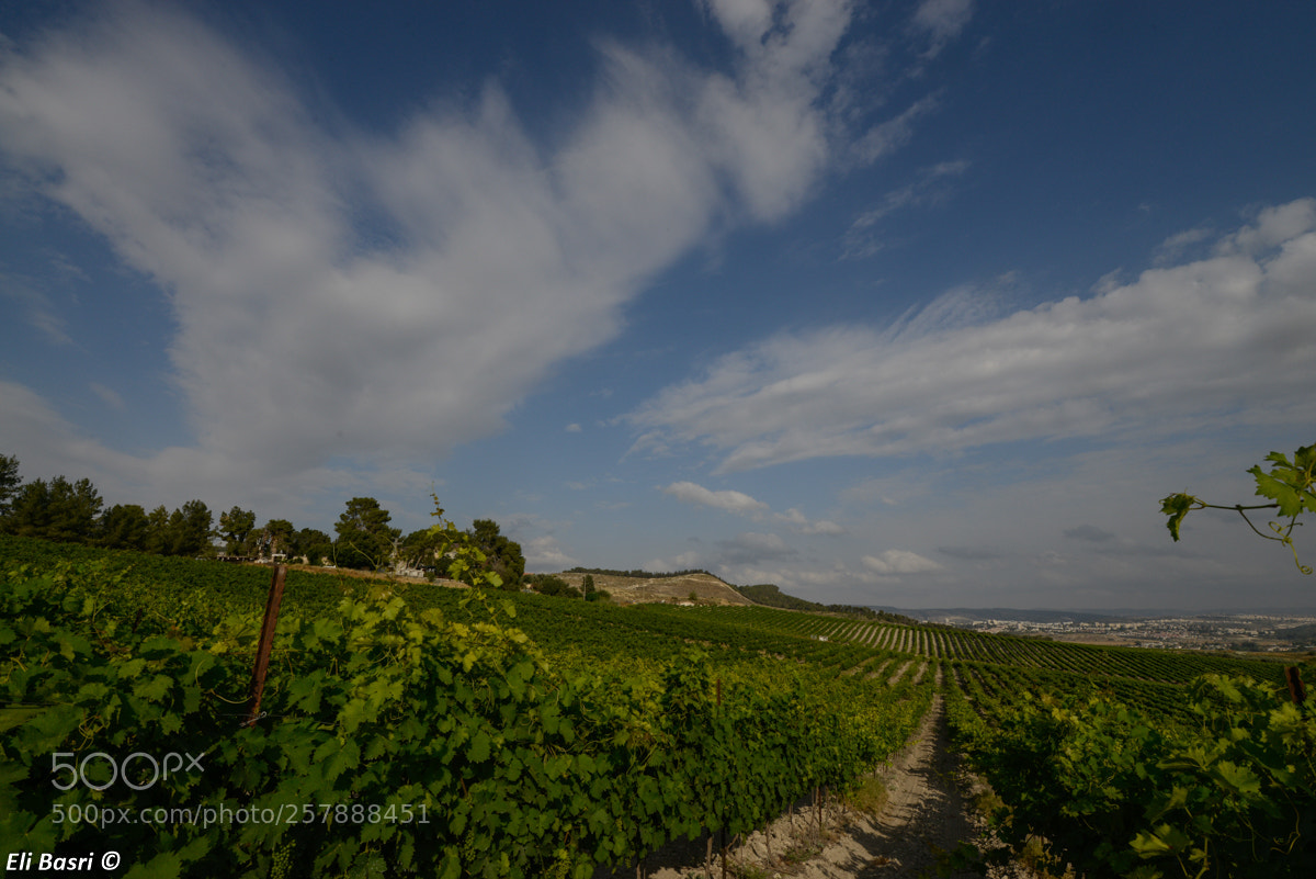 Nikon D800 sample photo. Grapevine photography