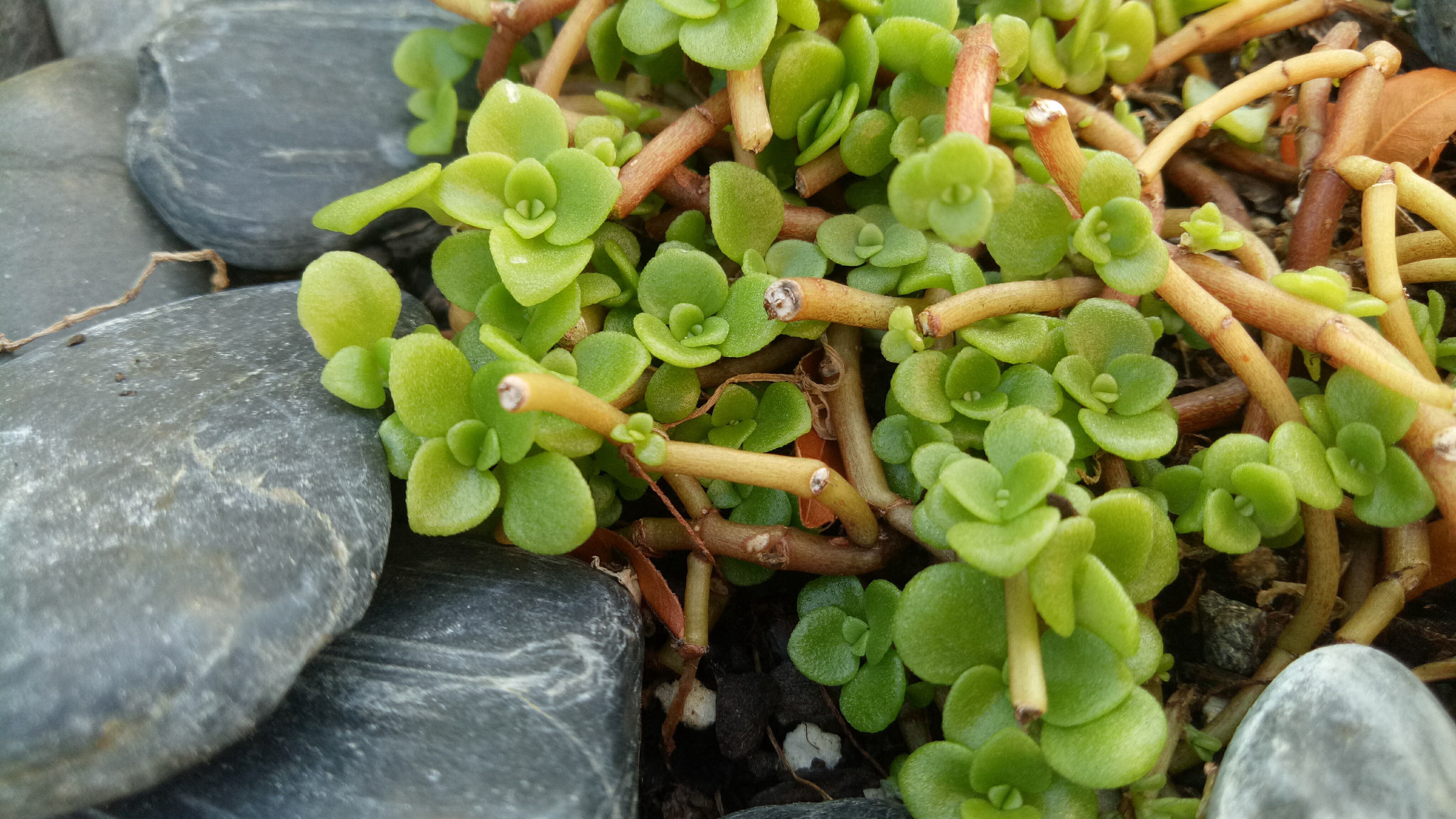 OPPO A1601 sample photo. Greens and greys photography