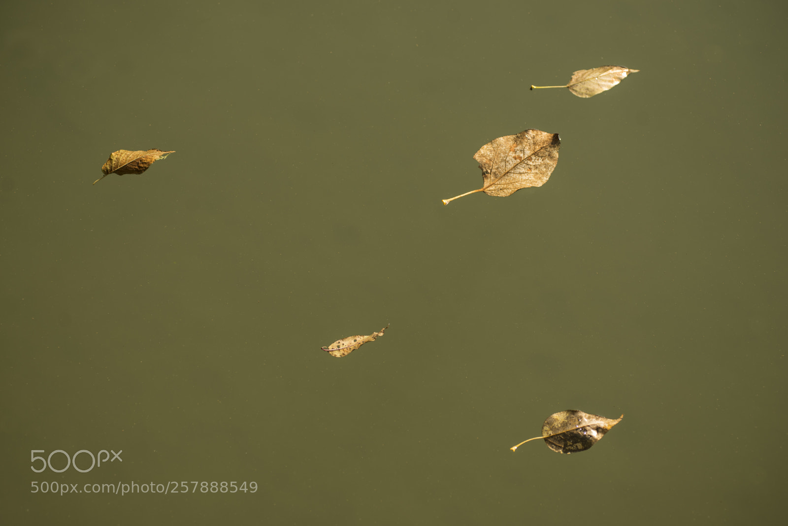 Nikon D600 sample photo. Floating leaves photography