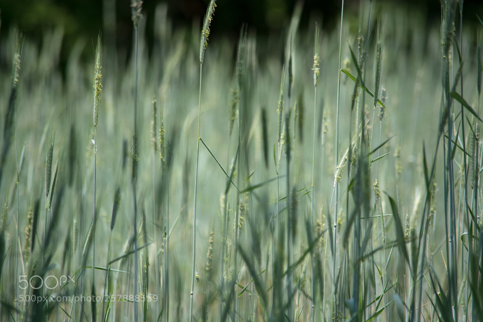 Nikon D7100 sample photo. Fields of green photography