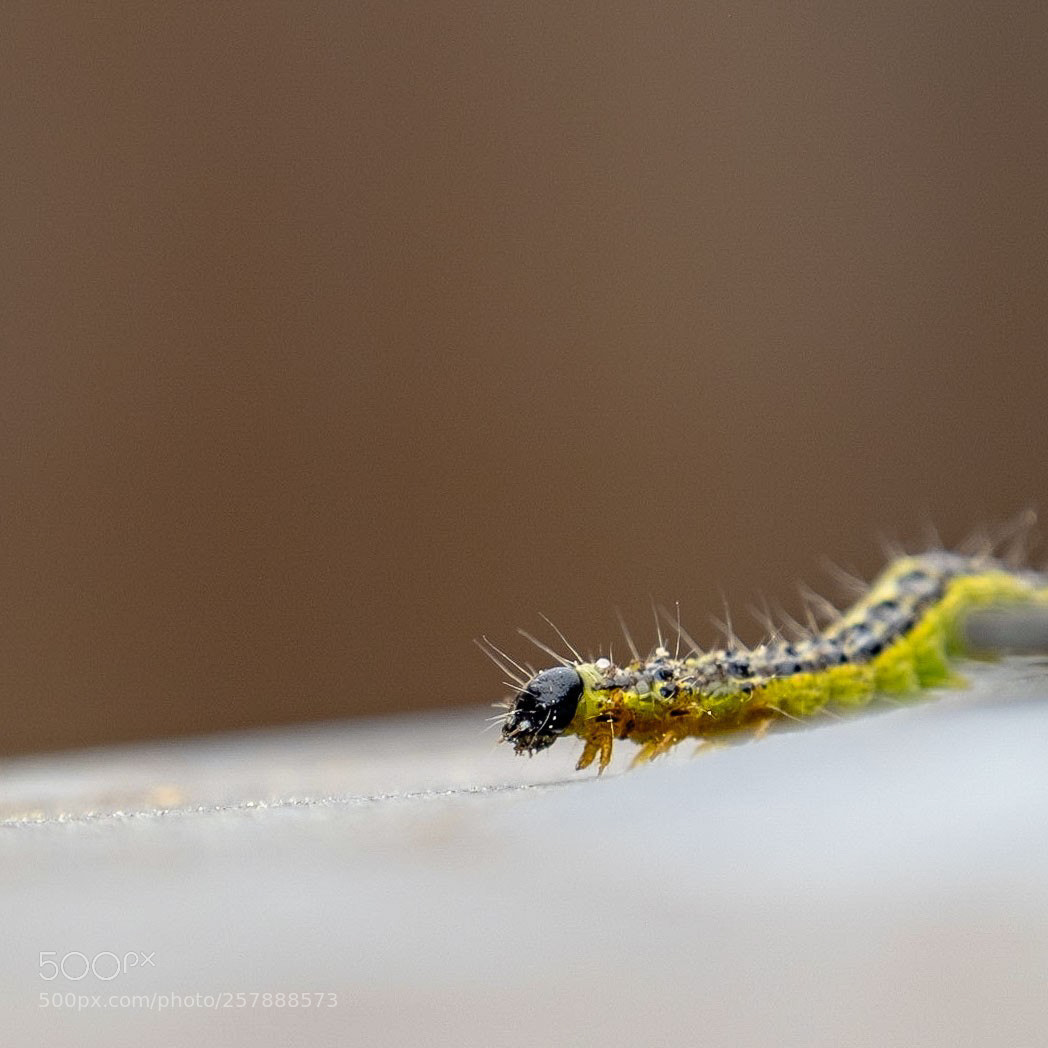Fujifilm X-T1 sample photo. Before butterfly photography