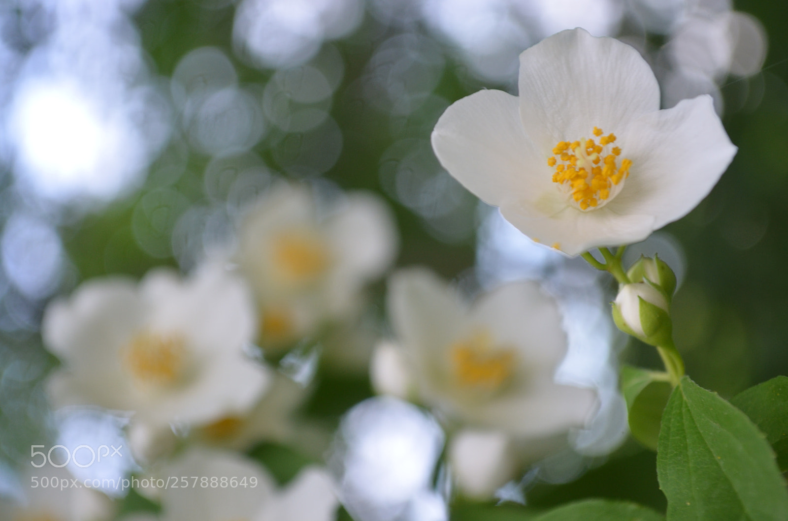Nikon D5100 sample photo. You're the one photography