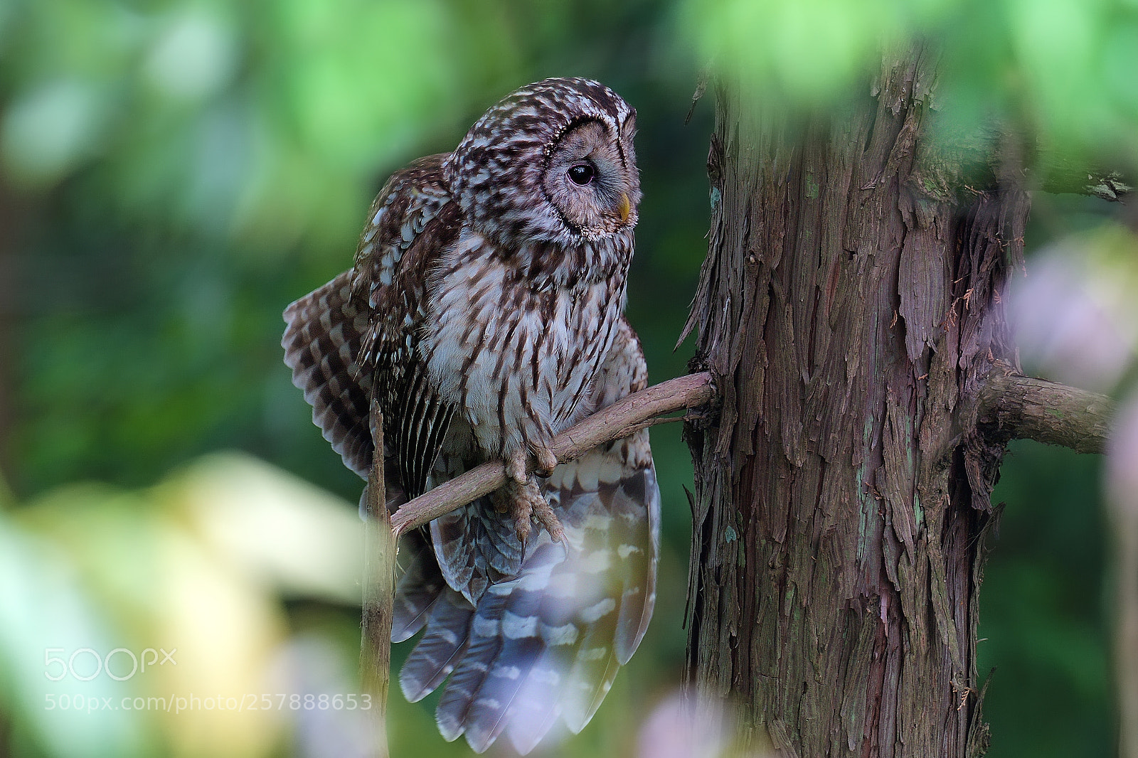 Nikon D500 sample photo. Ural owl stretchin' photography