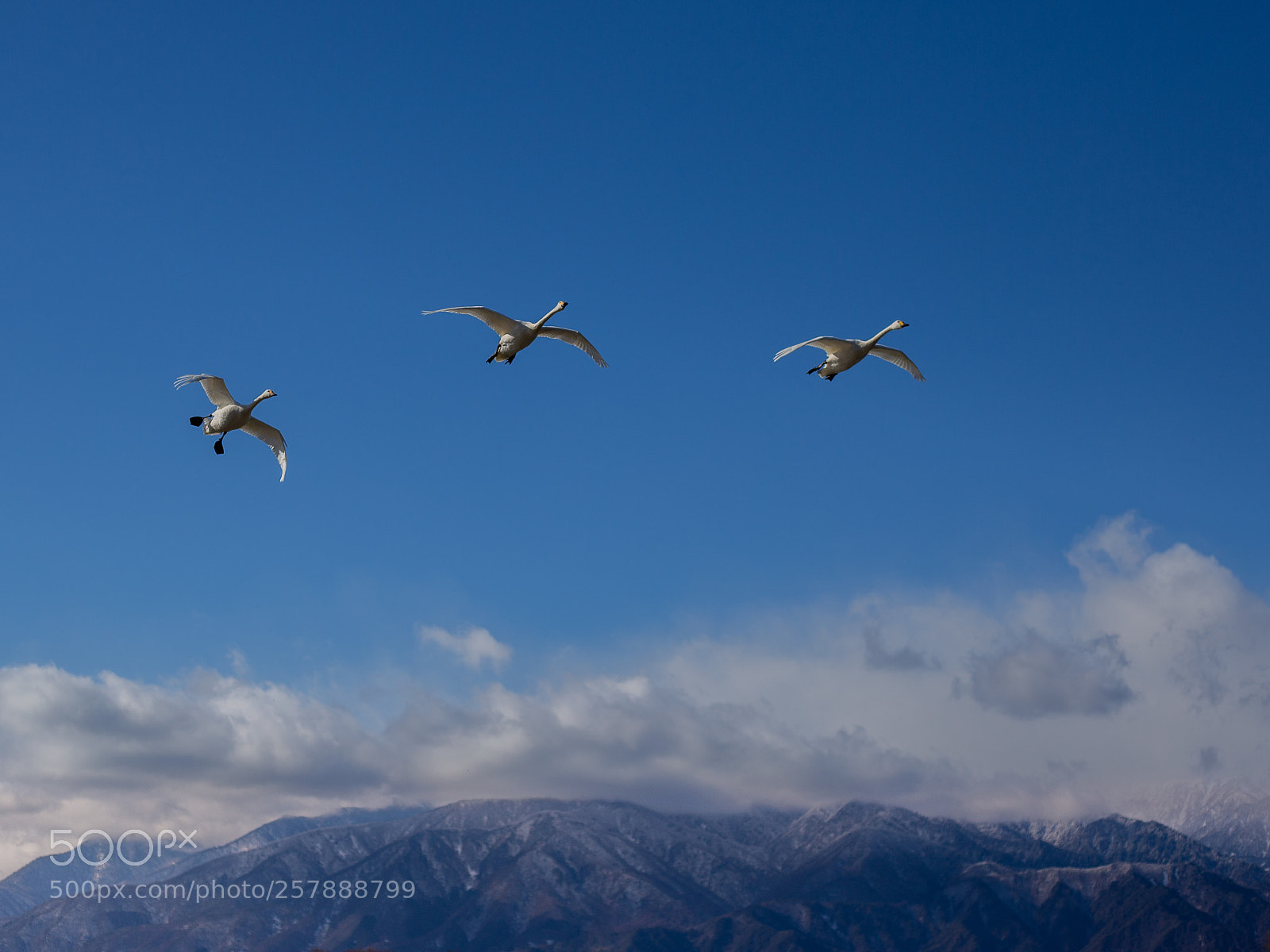 Canon EOS 6D sample photo. Three brothers !! photography