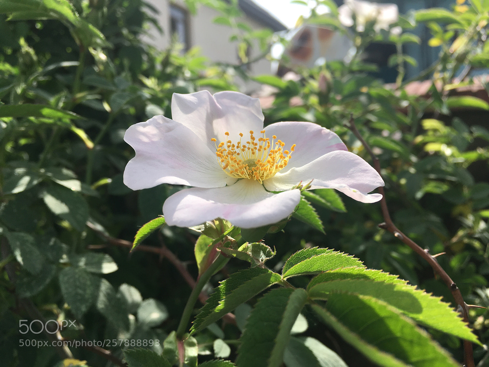 Apple iPhone SE sample photo. *** photography
