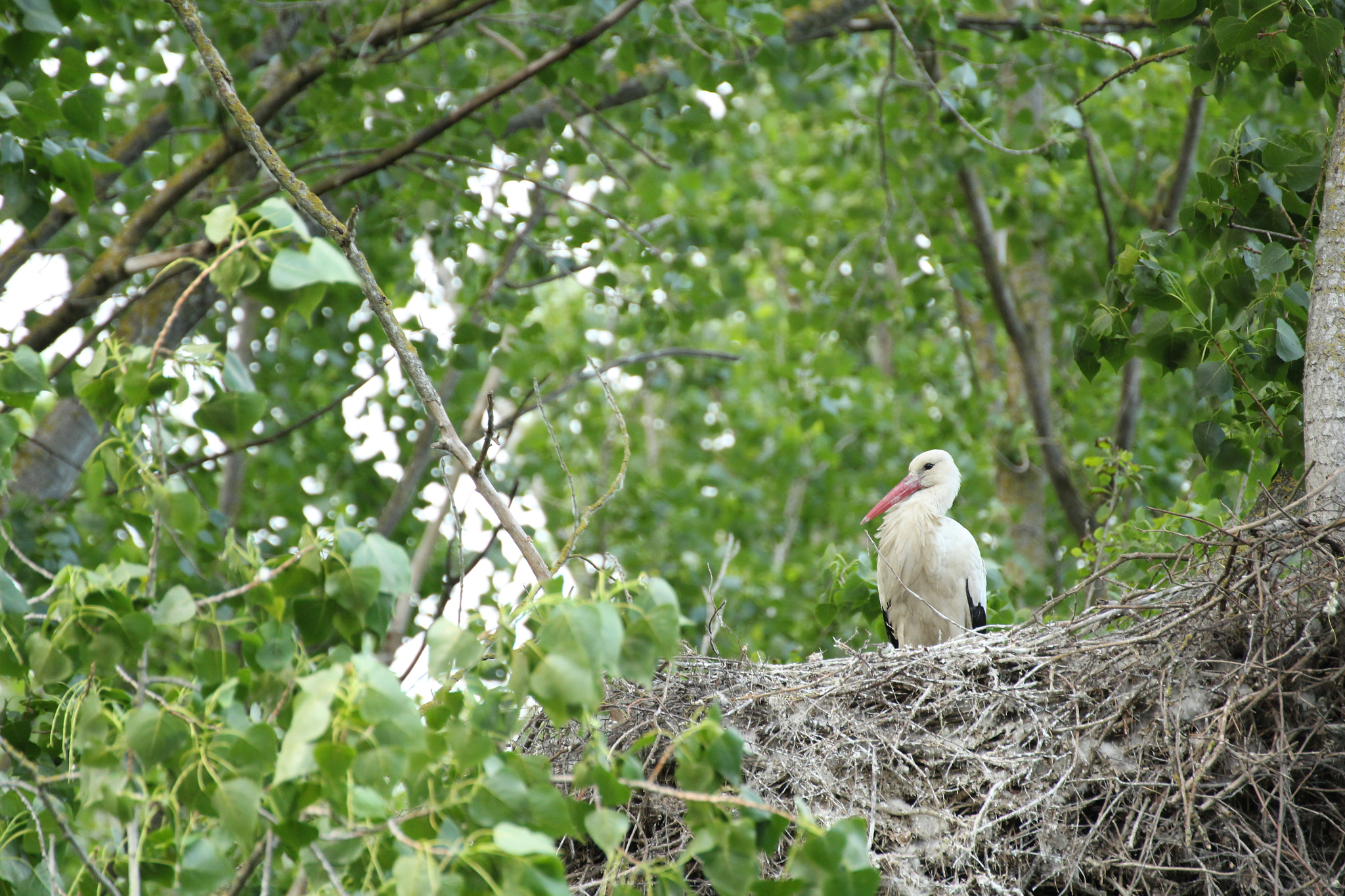 Tamron SP 35mm F1.8 Di VC USD sample photo. Stork nest photography