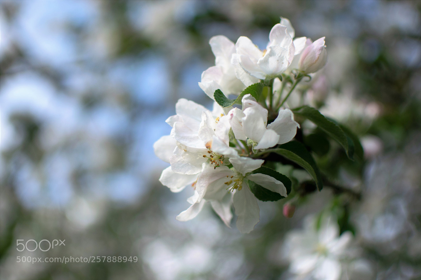 Nikon D3300 sample photo. The apple tree... photography