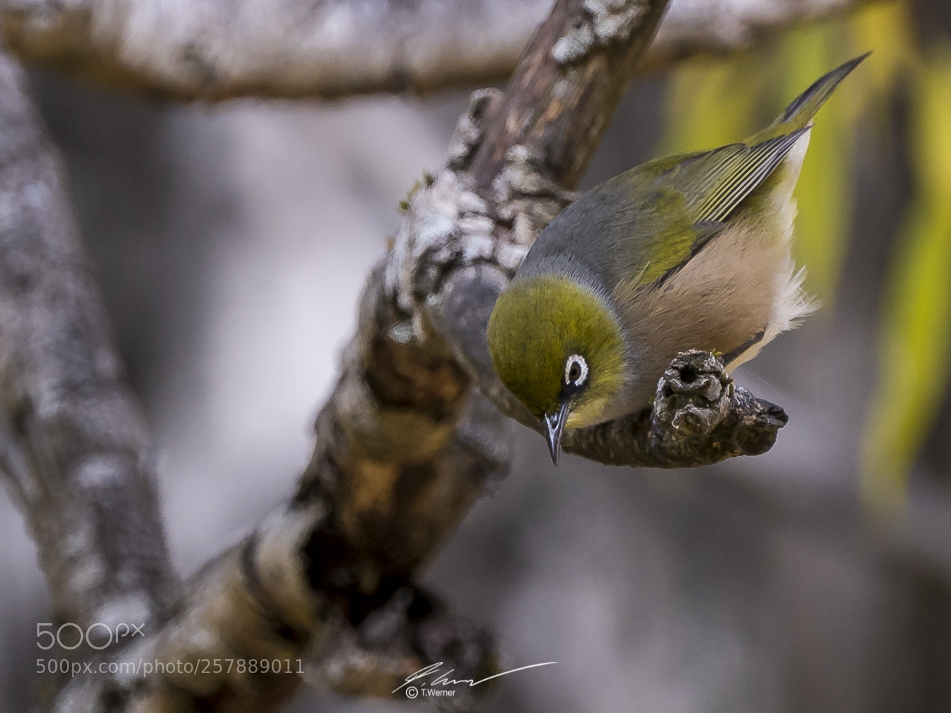 Sony a7R II sample photo. Silvereye new zealand photography