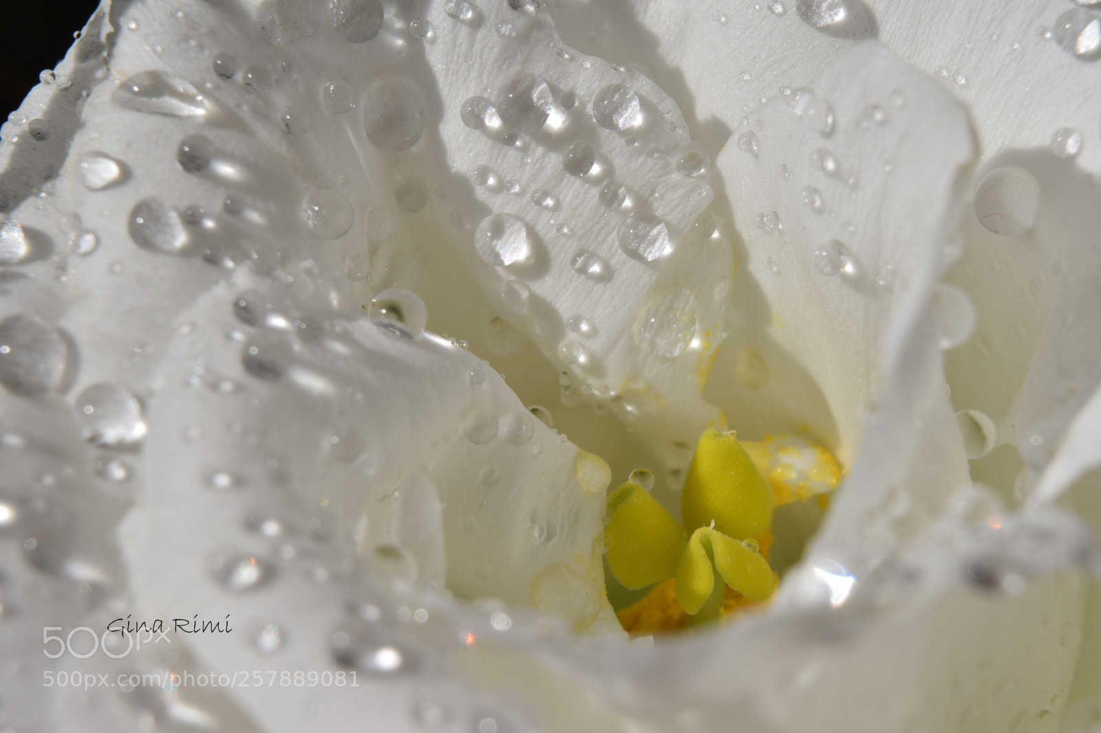 Nikon D3300 sample photo. Delicate photography