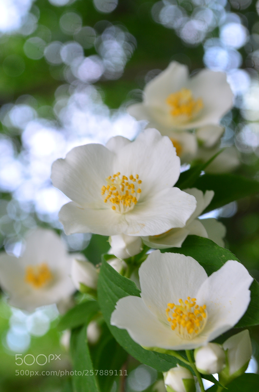 Nikon D5100 sample photo. Oneness photography