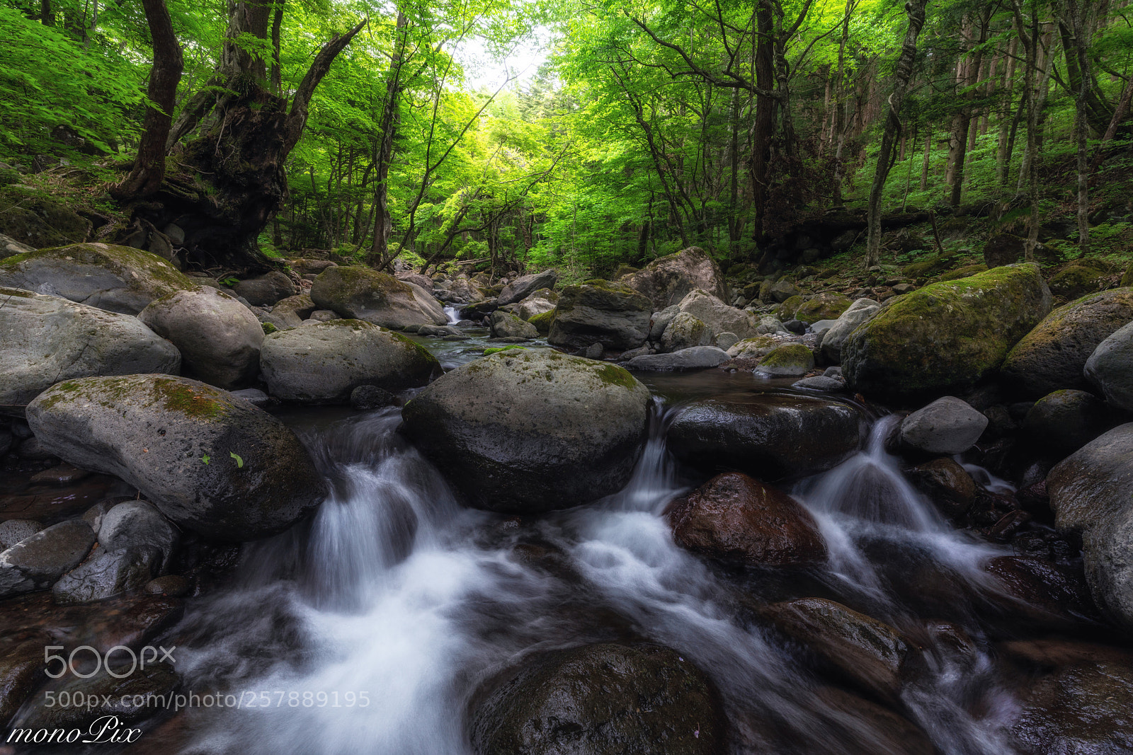 Sony a7R III sample photo. Fresh green valley photography