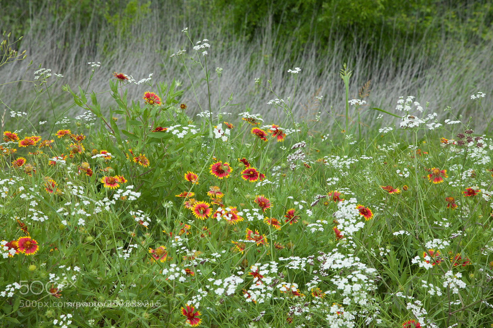 Canon EOS 5D Mark IV sample photo. Blackland prairie central texas photography