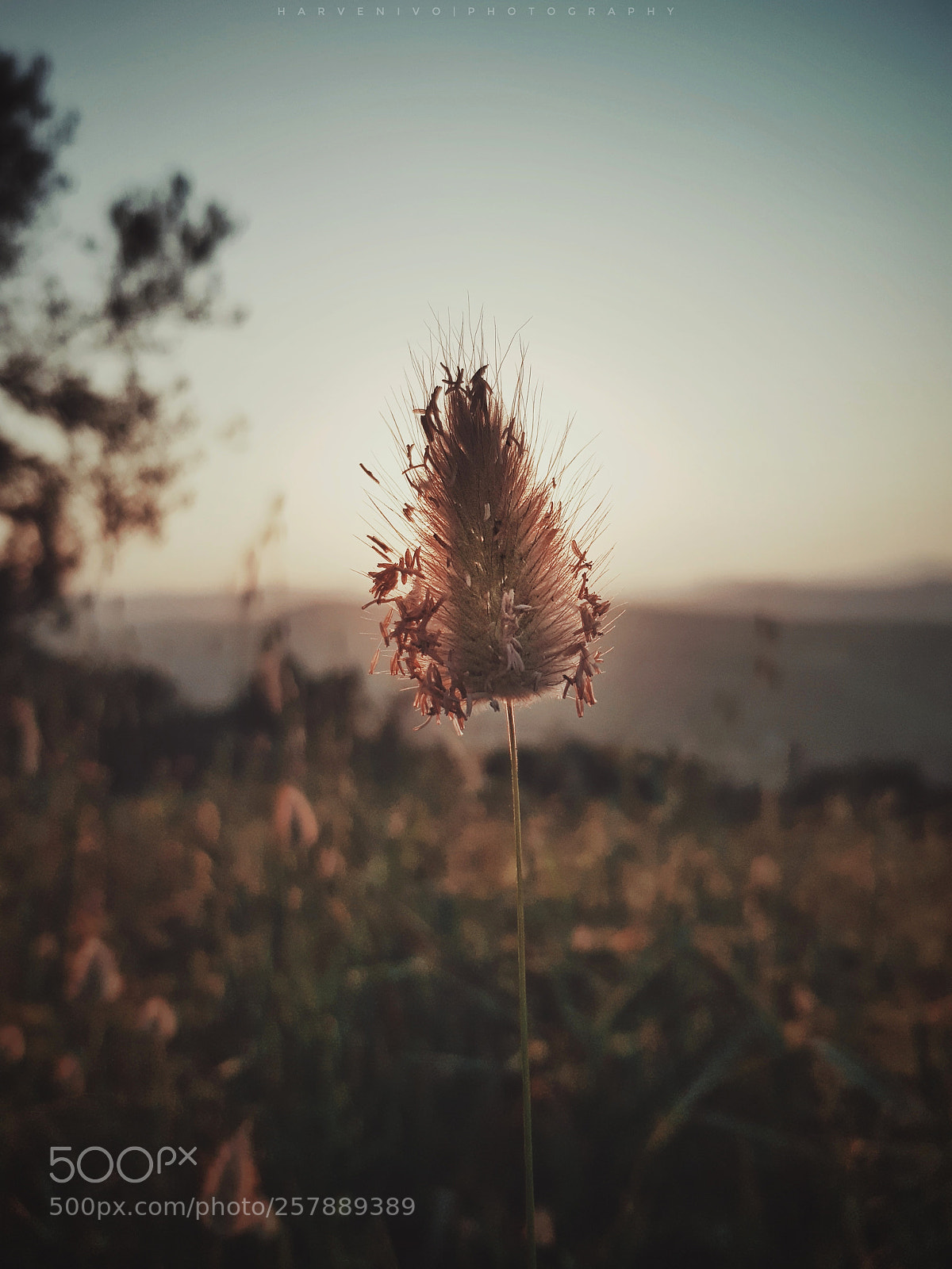 Samsung Galaxy S8 sample photo. Spring with another face photography