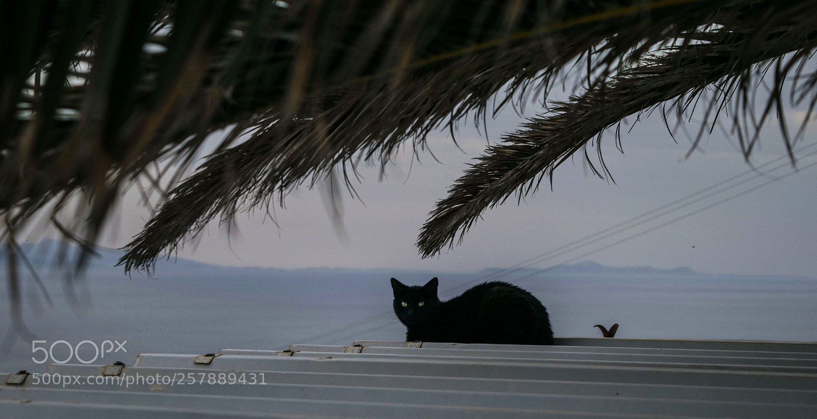 Nikon D3300 sample photo. Black cat on a photography
