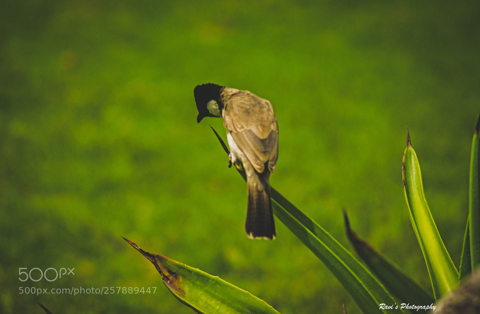 Nikon D5300 sample photo. White eared bulbul photography
