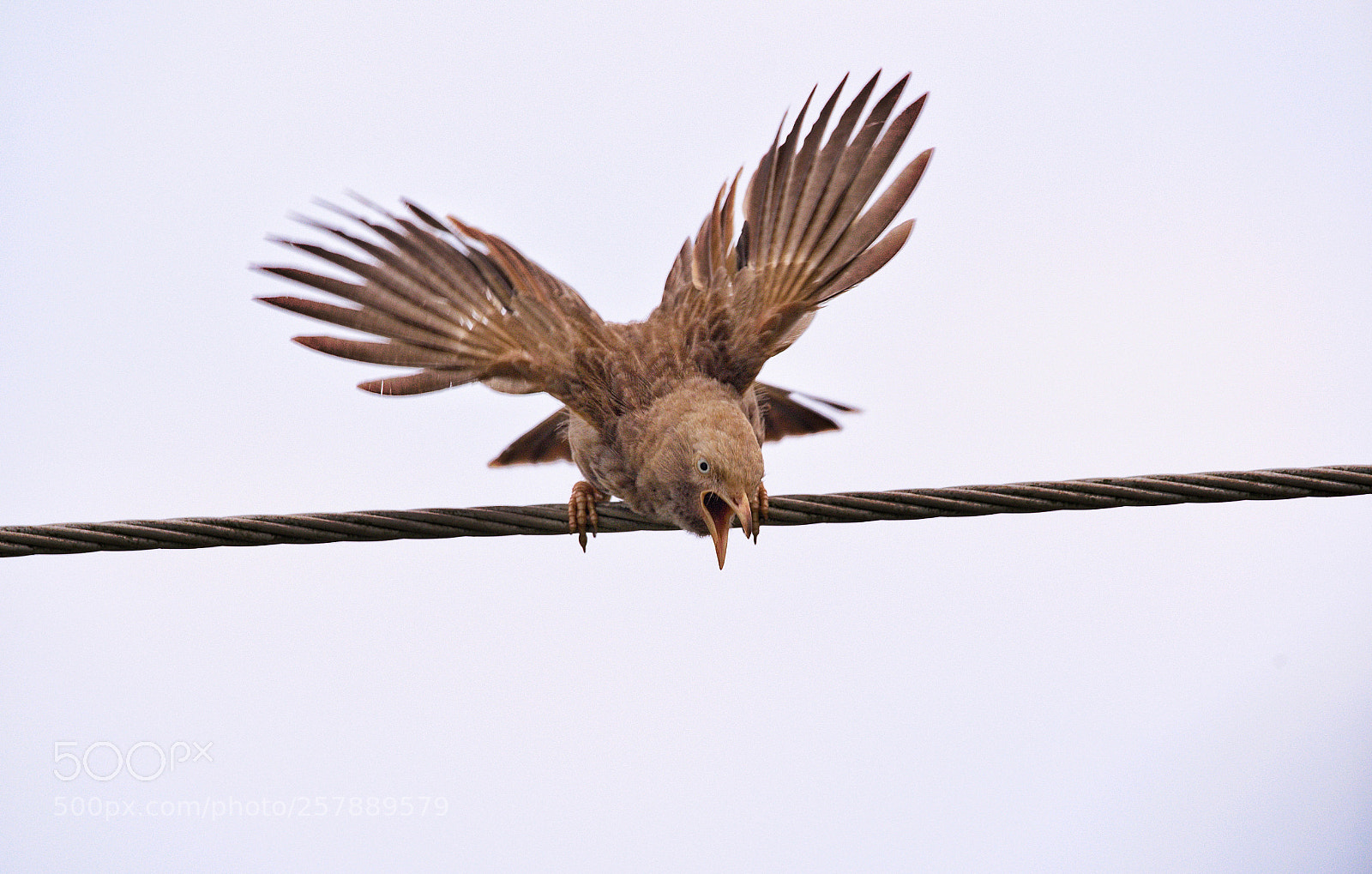 Nikon D750 sample photo. On landing photography