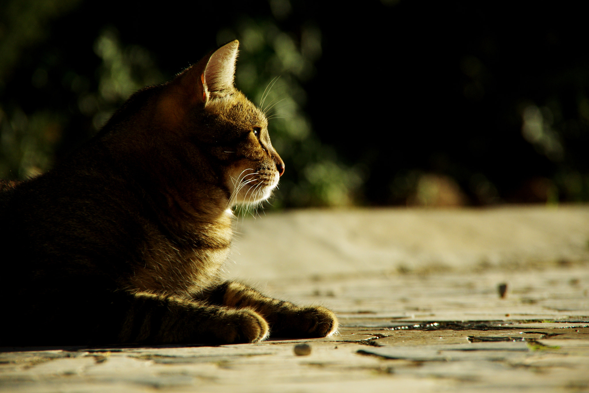 Pentax K-5 II + Pentax smc DA 18-135mm F3.5-5.6ED AL [IF] DC WR sample photo. Lulu photography