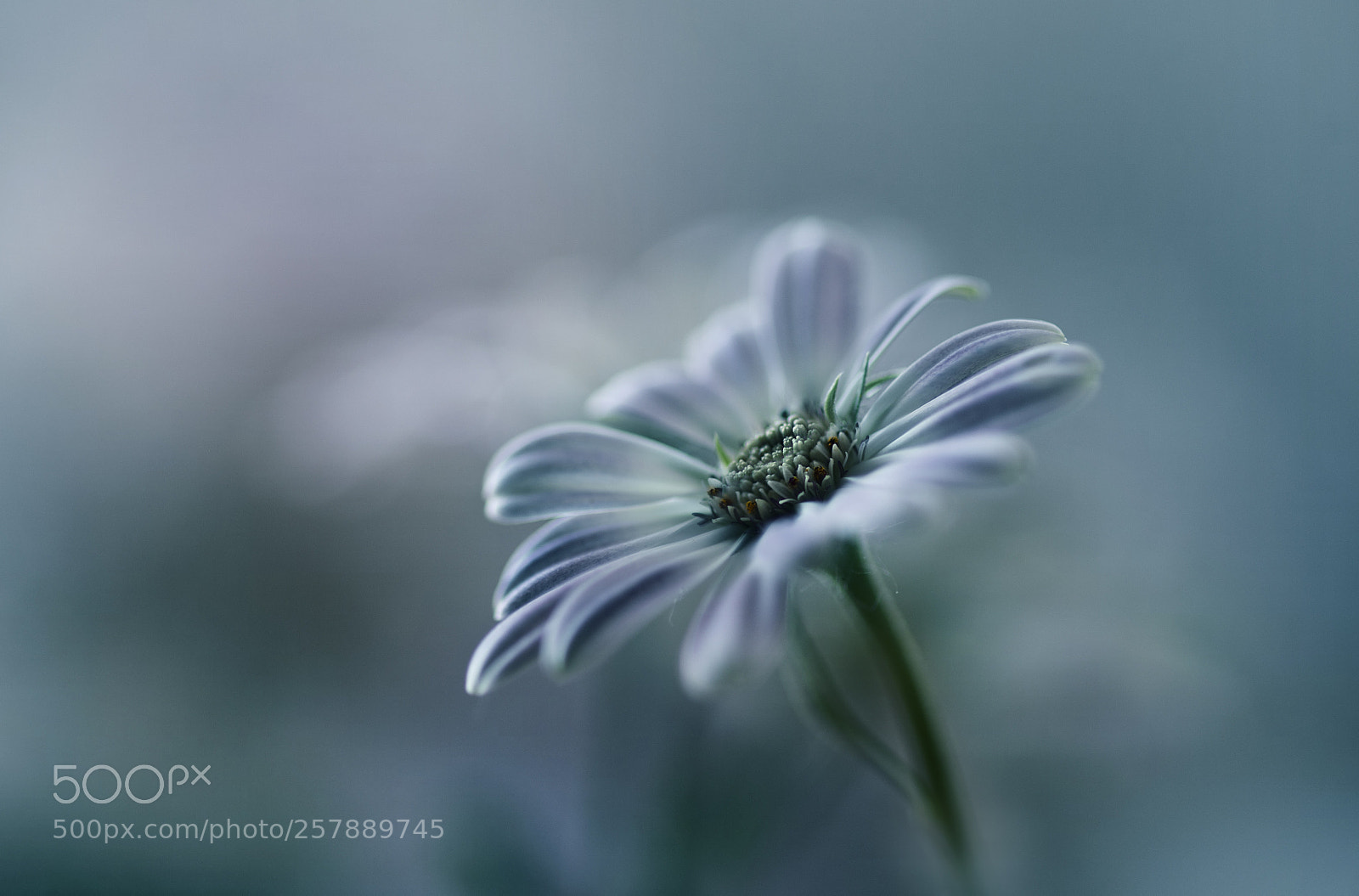 Canon EOS 6D sample photo. Flower photography