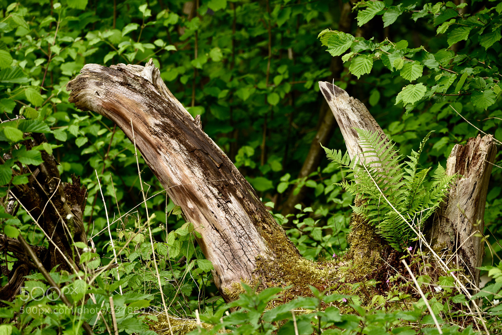 Nikon D750 sample photo. Untitled photography