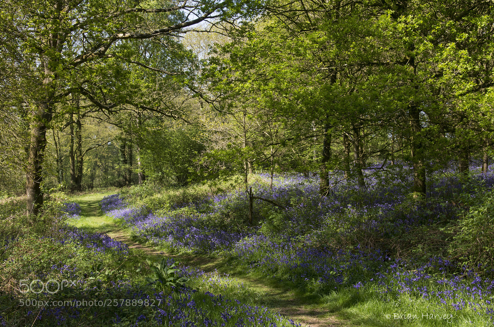 Nikon D7100 sample photo. Bluebell walk photography