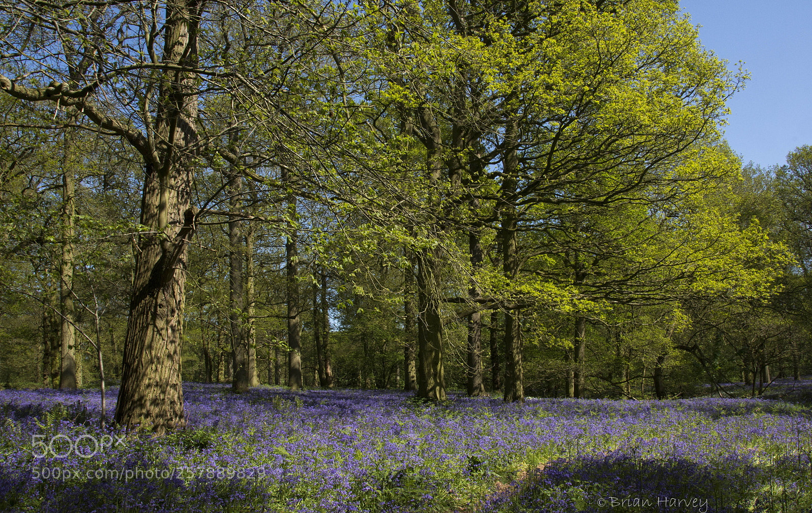 Nikon D7100 sample photo. Bluebell wood photography
