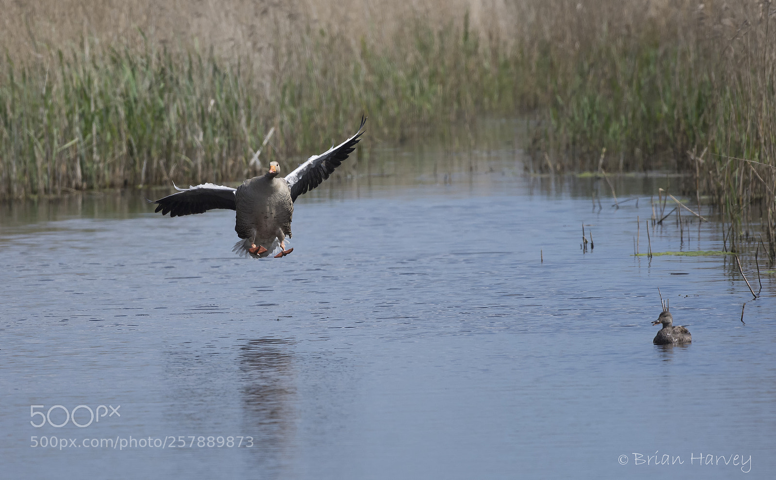 Nikon D7200 sample photo. Landing gear down photography