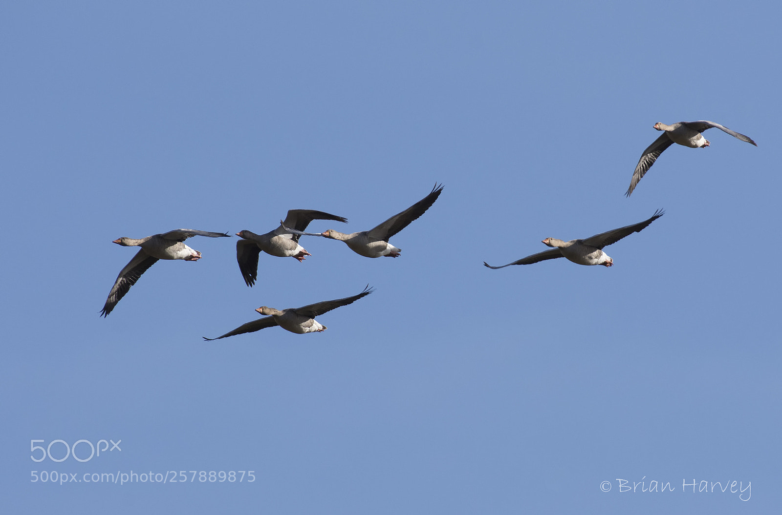 Nikon D7200 sample photo. The fly past photography