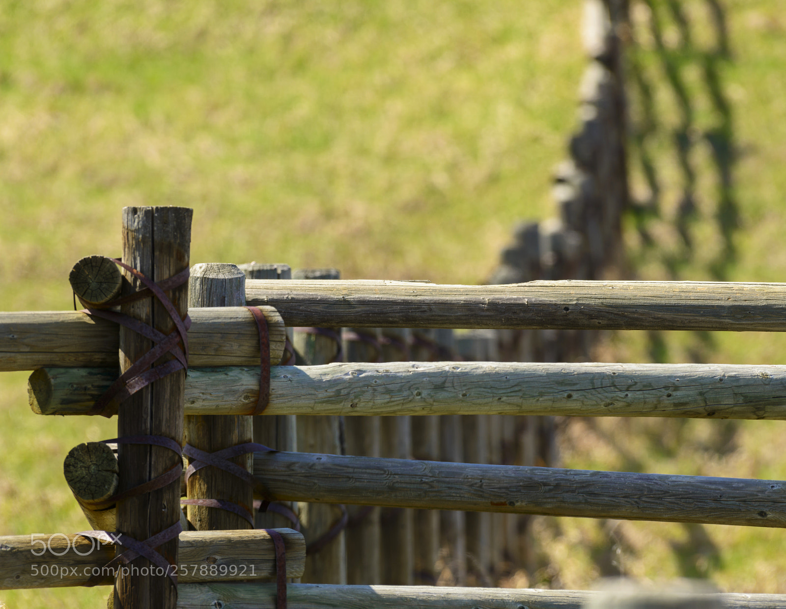 Nikon D800 sample photo. More fence photography