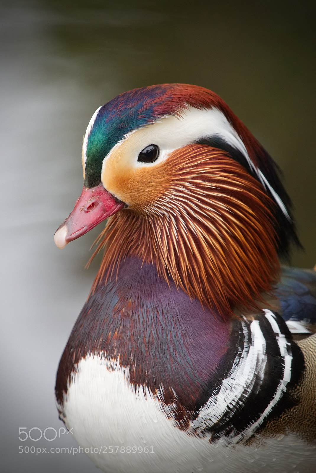 Canon EOS 70D sample photo. Mandarin photography